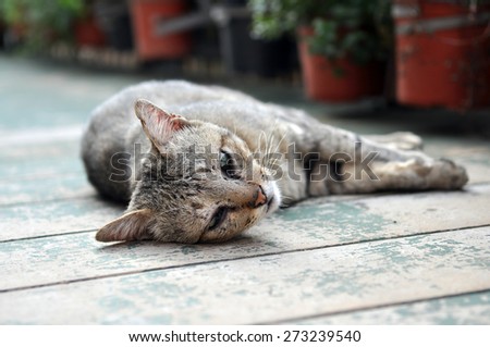 Laze Cat , bored cat in Nature