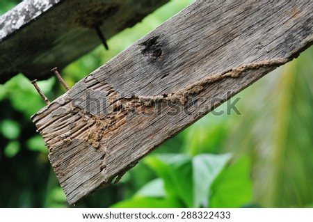 A termite eat the wood, causing damage.