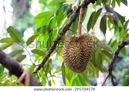 durian farm, Thailand\'s durian fruit has been popular.\
Shooting from the actual location.