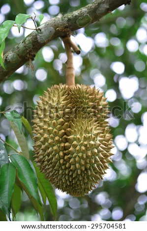 durian farm, Thailand\'s durian fruit has been popular.\
Shooting from the actual location.