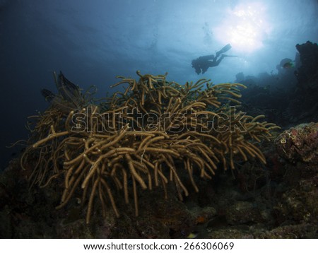 Big sea fan and diver swimming on the coral reef at Surin Islands.