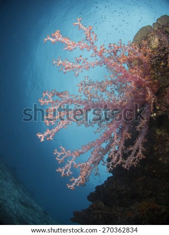 The Carnation Tree Coral fully bloom in the reef of Similan Islands, Thailand.