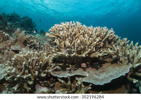 Diversity of coral reef.