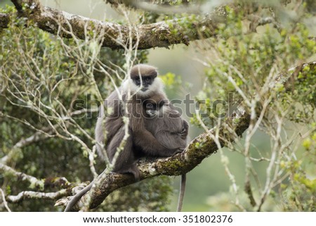 The purple-faced langur (Trachypithecus vetulus), also known as the purple-faced leaf monkey, is a species of Old World monkey that is endemic to Sri Lanka.