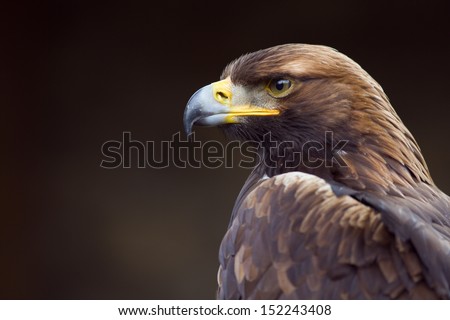golden eagle (Aquila chrysaetos) orel skalni