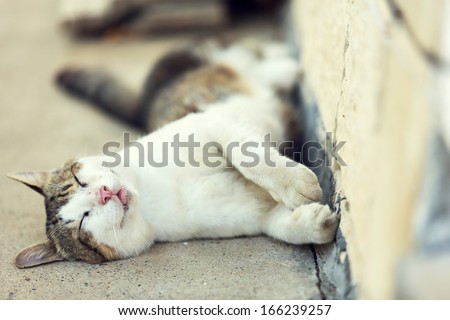 Cute cat,sleeping outside.