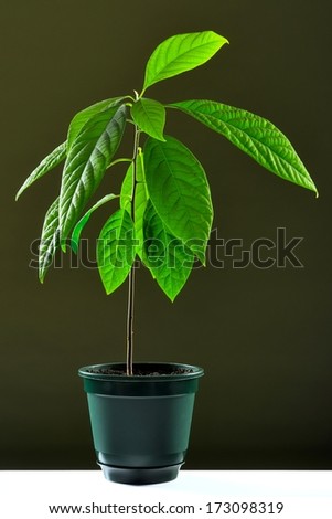 Young avocado plant with fresh green leaves in green pot on homogenic oliv background