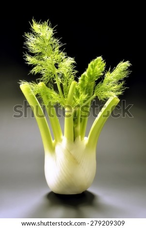 The plant is the most beautiful little Princess of the Kingdom :is called Fennel miss. Black and gray gradient background,own shadow.Portrait format.
