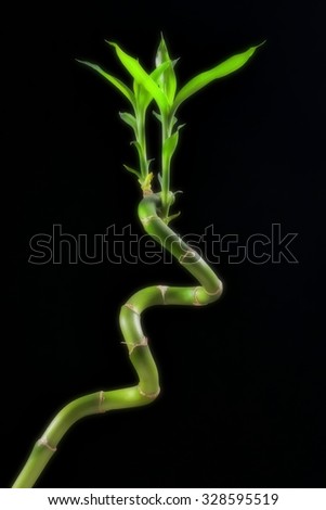 Lucky Bamboo attractive form of color: bright green leaves.Before black background.\
Bring you luck is A. Portrait format.