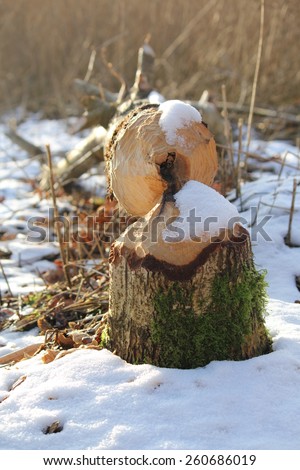 Tree in white snow gnawed by beaver