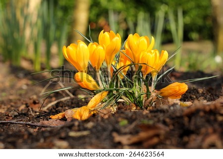 Orange yellow crocus flowers with green stem and leaves standing in black sand