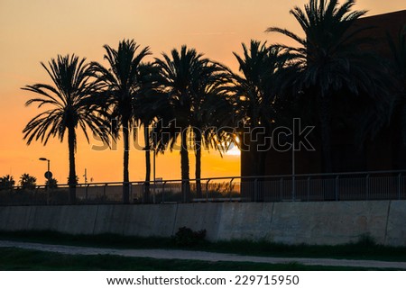 dark silhouette of palm trees in the city at orange sky sunset