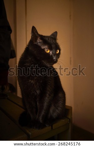 Black cat with yellow eyes posing