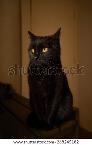 Black cat with yellow eyes looking into the distance