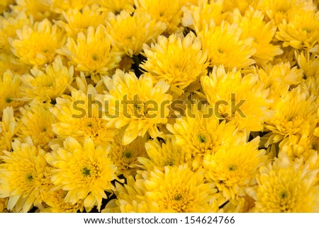 Yellow, yellow flowers.