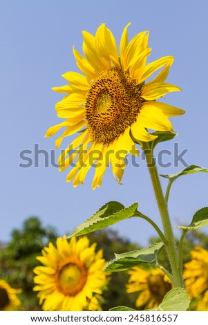 Sunflower field with the sun in the morning.