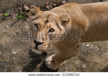 lion looking upwards against attack