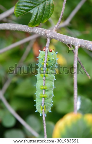 A cecropia moth larva hanging from a tree branch