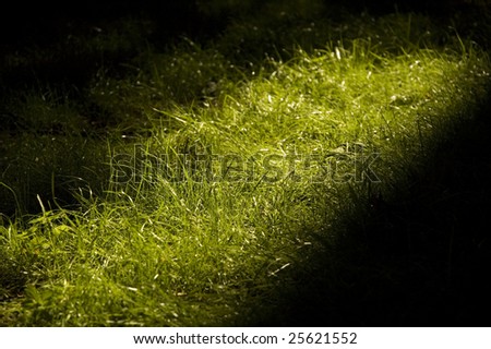 grass-plot with ray of sunny light