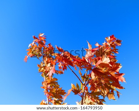 Fall Tree Branch Under Blue Sky