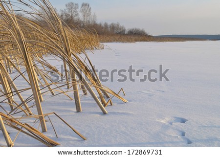 Winter Beach grass snow on a sunny afternoon