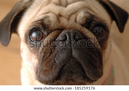 Pug dog\'s face looking in the camera