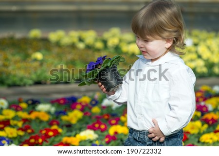 3 year old boy in a conservatory full of primroses