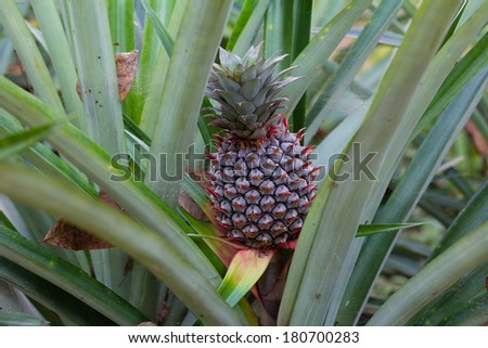 Fresh Pineapple in farm