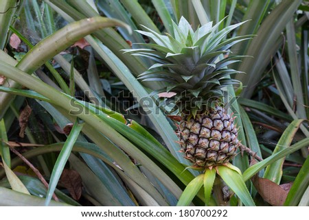 Fresh Pineapple in farm