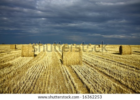 harvest field with dramatic sky and straw rolls