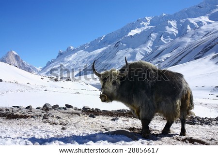 Himalayan Yak