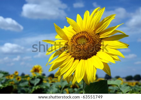 big blossom of sunflower under cloudy sky