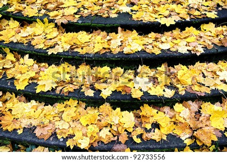 autumn time with fallen leaves on old stone staircase