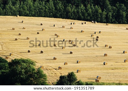 bales of hey on harvested agriculture field
