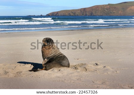 Sea lion on a beach on the Otago Peninsula, New Zealand