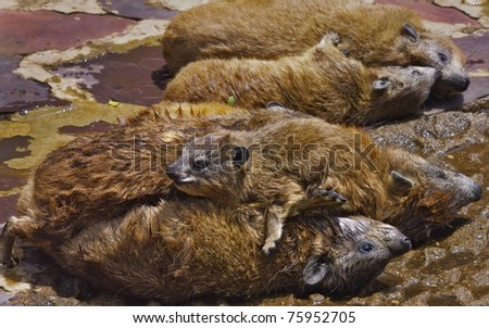 Rock hyrax family lounging in the sun on top of each other, in Serengeti National Park, Tanzania.