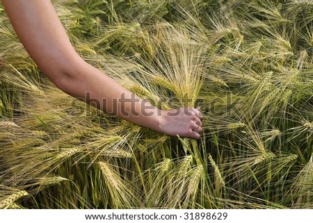Female hand grabs the wheat ear.