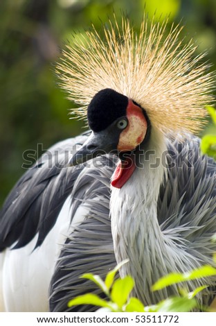 Crowned crane, a beautiful ornamental feathers.