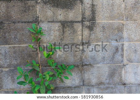 Plant little tree on old bricks cement wall background