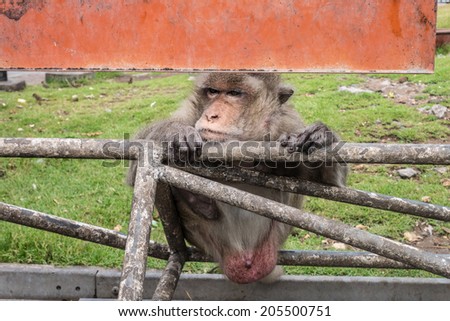 Portrait of a monkey in front of Prang Sam Yot, the Khmer temple in Lopburi