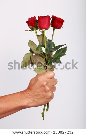 red roses alive in the men's hand