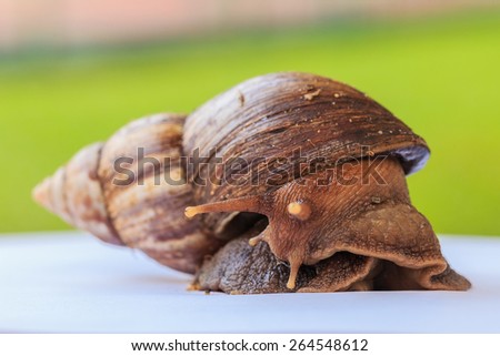 snail in the garden on white floor