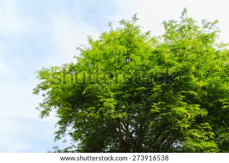 Green leaf of tamarind tree and blue sky