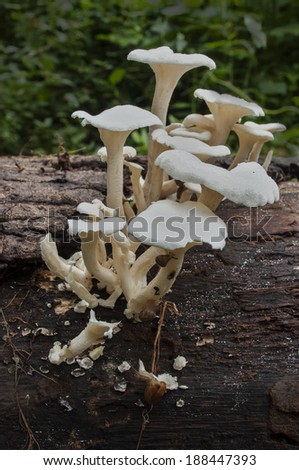 White fungus on wood log with forest background