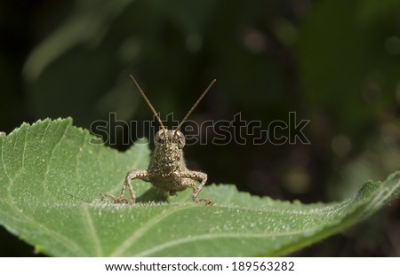 The house Cricket creeps on a green leaf , nature background