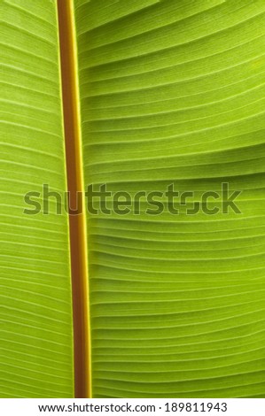Abstract image of Green Palm leaves in nature, clean stock photo