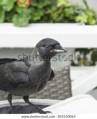 Curious (and hungry) jackdaw keeps us company at the coffee table.