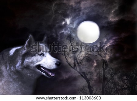 wolf like siberian husky and the fool moon, fool moon