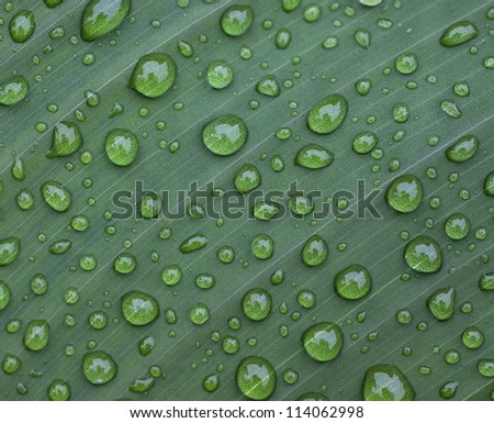 leaf water droplet, leaf droplet
