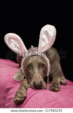 weimaraner dog with bunny ears, bunny dog